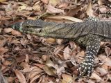 Brisbane botanic garden